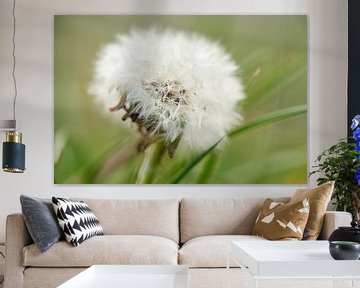 Paardenbloem (Taraxacum officinale)