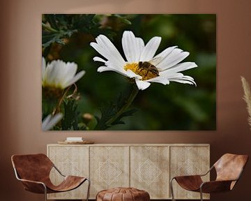 Bee on daisy by Tjamme Vis