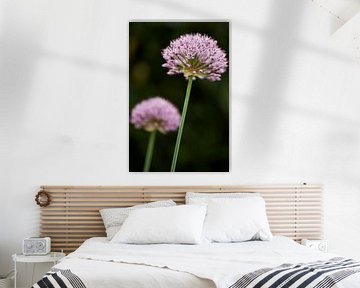 Allium in bloom by Cor de Hamer