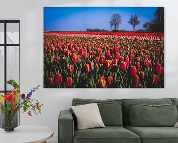 Groningse Rode-roze tulpen van Brigitte Blaauw