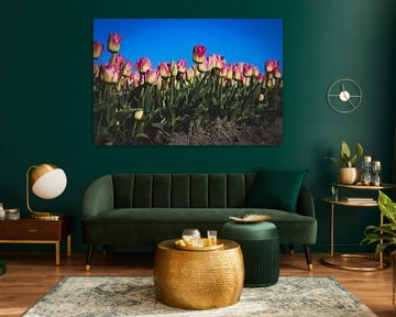Groningse Roze Tulpen