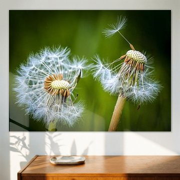 Löwenzahn von Brigitte Blaauw