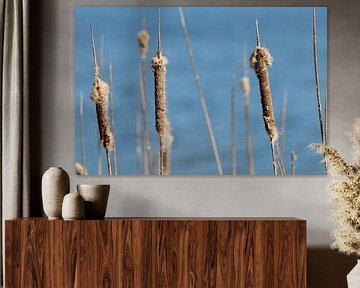 Cattail
