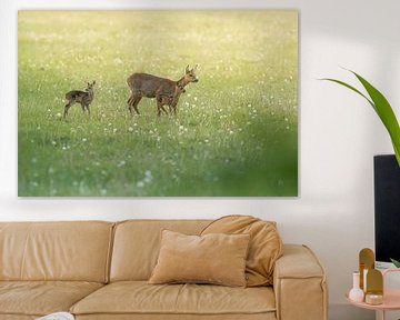 Deer with calves in evening light