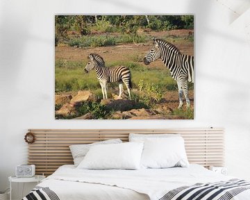 Zebra’s - OLYMPUS DIGITAL CAMERA van Johan Rens
