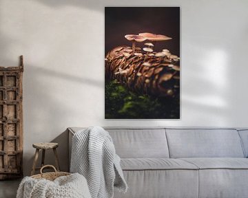 Pilze wachsen im Tannenzapfen von lichtfuchs.fotografie