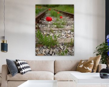 Poppies between tracks