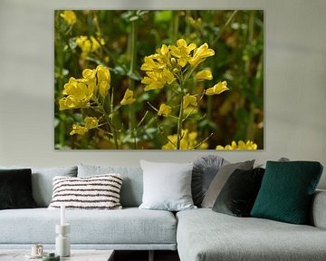 Stolz aufrecht stehende gelbe Blüten