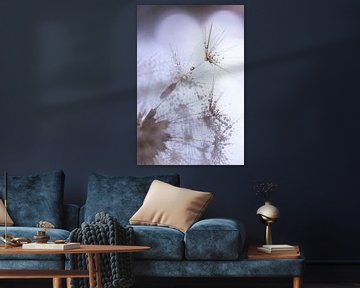 Dandelion fluff with dew drops