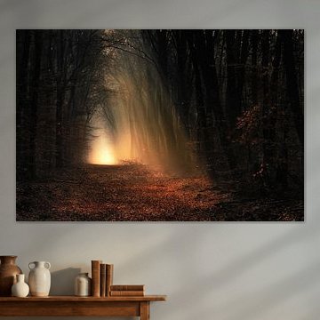 Autumn sun breaks through the trees