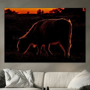 Beautiful picture of a Scottish Highlander grazing undisturbed as the sun sets behind her.