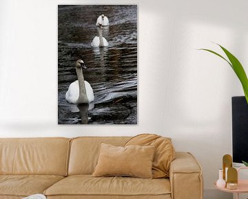 Three Swans by Marc Arts