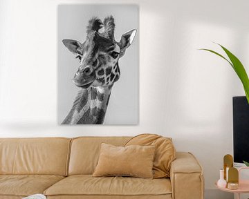 Portret van een  Giraffe in zwart wit