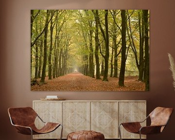 Wandelpad in het bos met perspectief van rij herfst bomen van Trinet Uzun