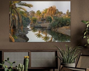 Palm oasis in morning light by The Book of Wandering