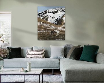 Islandpferde (Isländisch) im Grünen wir mit Schnee und Bergen im Hintergrund (Island)
