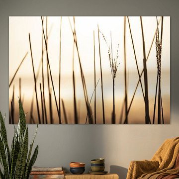 Le roseau à l'aube sur Affect Fotografie