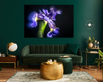 Iris, een bijna buitenaards gevormde bloem, bijna surrealistisch