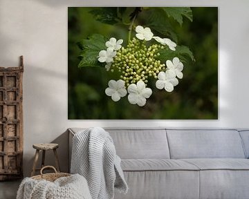 fleurs blanches d'une rose de guelder