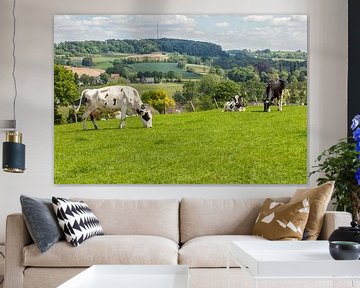 Grazende koeien op de heuvels van Zuid-Limburg