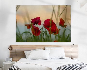 poppies in the morning by Tania Perneel