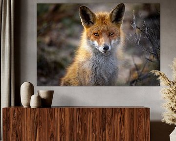 Portret rode vos Nederland van Björn van den Berg
