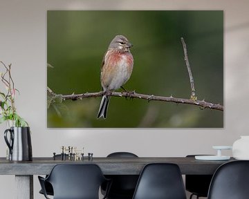 Bird on branch. by Robert Jan Smit