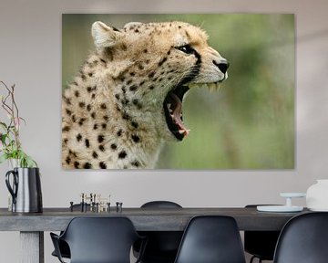 Gepard