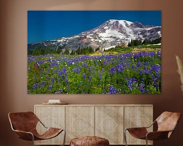 Blühende Lupinen am Mount Ranier, Bundesstaat Washington