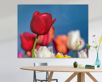 Rote Tulpe - isoliert, aber nicht allein von Beeld Creaties Ed Steenhoek | Fotografie und künstliche Bilder