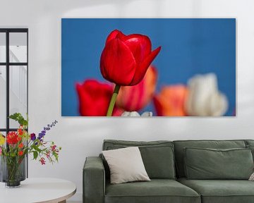 Rode tulp - geisoleerd maar niet alleen van Beeld Creaties Ed Steenhoek | Fotografie en Kunstmatige Beelden