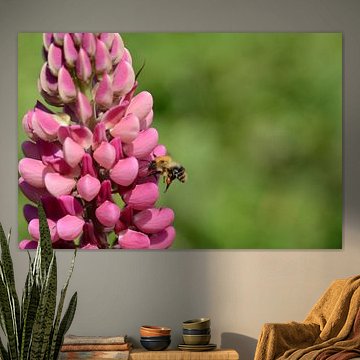 danse des abeilles sur Eveline De Brabandere