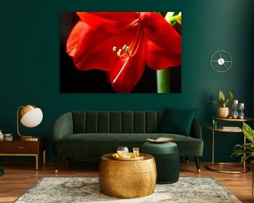 Amaryllis