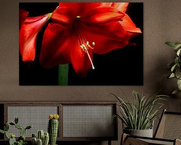 Amaryllis