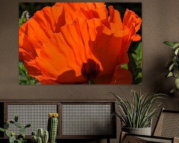 Blond Beeld: Papaver van Blond Beeld