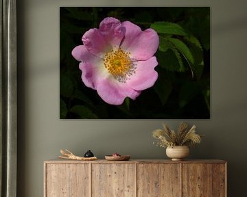 Beauty of a Rose... (Wilde roze Roos)