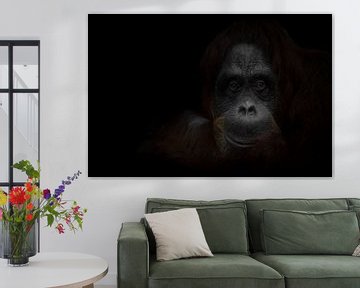 Der ruhige müde Blick eines weisen rothaarigen Orang-Utans, der dunkle Hintergrund ist ein weiser Af von Michael Semenov