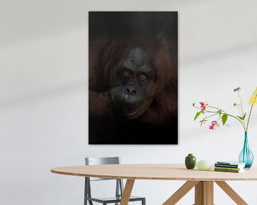 Der aufmerksame Blick eines intelligenten rothaarigen Orang-Utans, der dunkle Hintergrund ist ein we von Michael Semenov