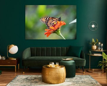 Schmetterling 1 von Frank Smetsers