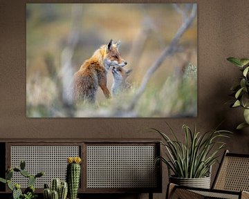 Red fox with cub