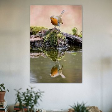 Robin in mirror image...