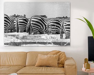 Zebra