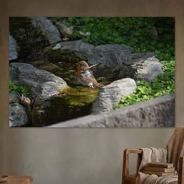 Robin (2 de 2 éclosion)