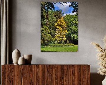 Oak