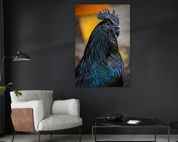 Ayam Cemani sur Anneke Hooijer