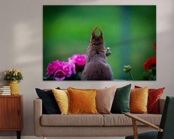 Squirrel behind the geranium. by Anneke Hooijer