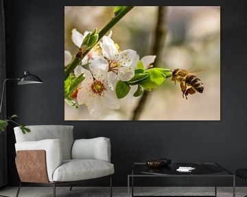 Honeybee and mirabelle blossom by Hans-Jürgen Janda