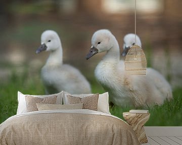 Junge Schwäne im Gras von Charlene van Koesveld
