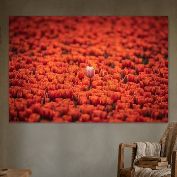 Champ de tulipes - Se démarquer