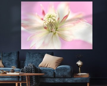 Makrofoto einer schönen Blume von Miranda van Hulst